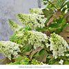 Oakleaf Hydrangea Shrub Plants - Garden for Wildlife