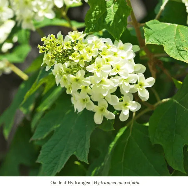 Oakleaf Hydrangea Shrub | Garden for Wildlife