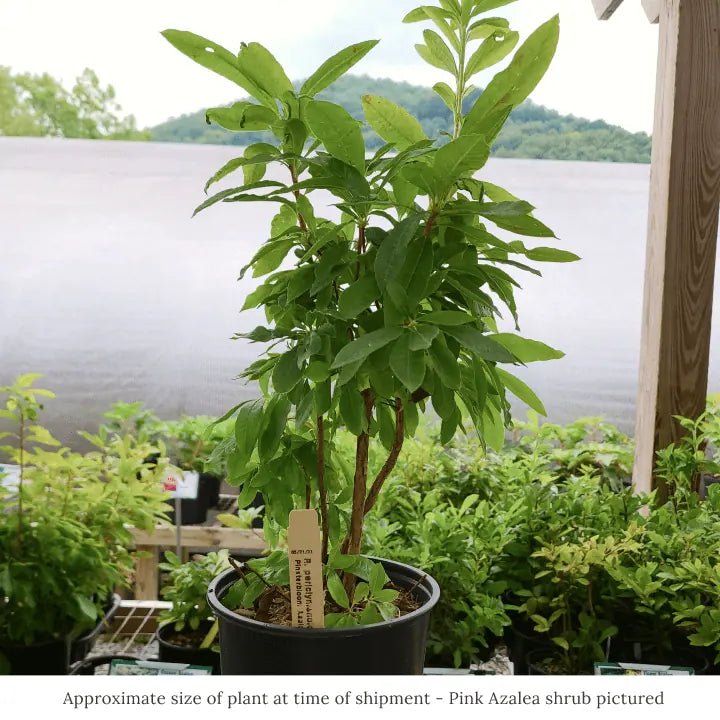 Oakleaf Hydrangea Shrub Plants - Garden for Wildlife
