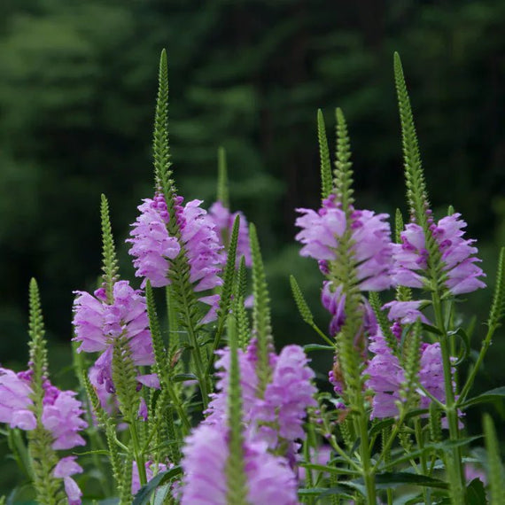 growing obedient plant from seed Obedient Plant Sets