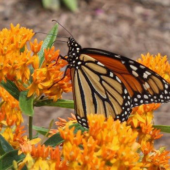 Orange Butterfly Milkweed 3-Plant Set (Full Sun) Full Sun - Garden for Wildlife