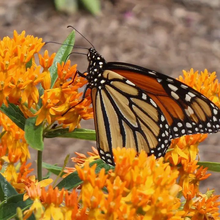 Orange Butterfly Milkweed Plant Sets (I) Plants - Garden for Wildlife