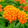 Orange Butterfly Milkweed Plant Sets (I) Plants - Garden for Wildlife