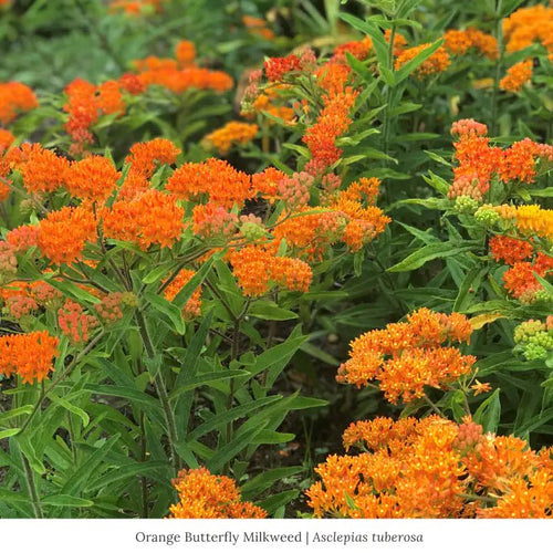 Orange Butterfly Milkweed Plant Sets (II) Plants - Garden for Wildlife