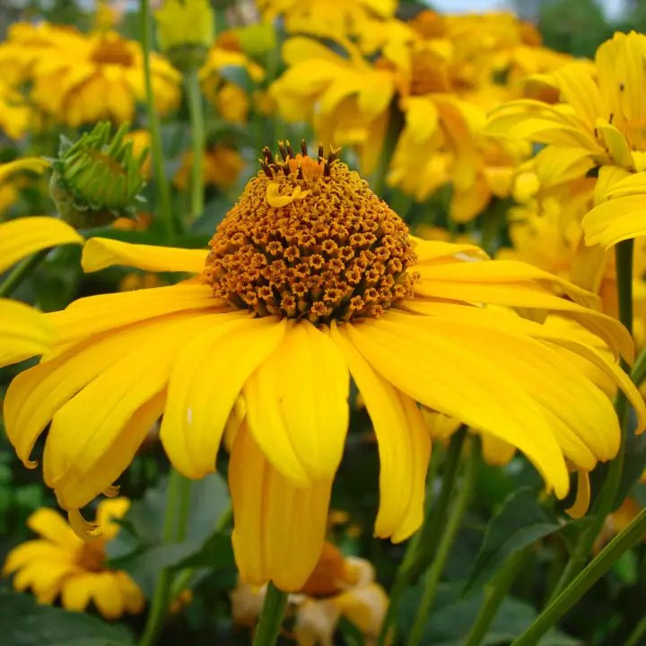 Oxeye Sunflower Plant Sets Plants - Garden for Wildlife