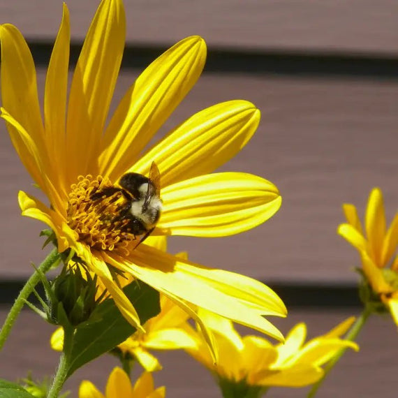 Fragrant Oxeye Oxeye Sunflower Plant Sets