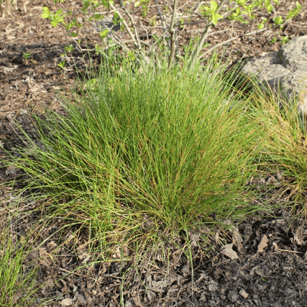 Path Rush Plant Sets