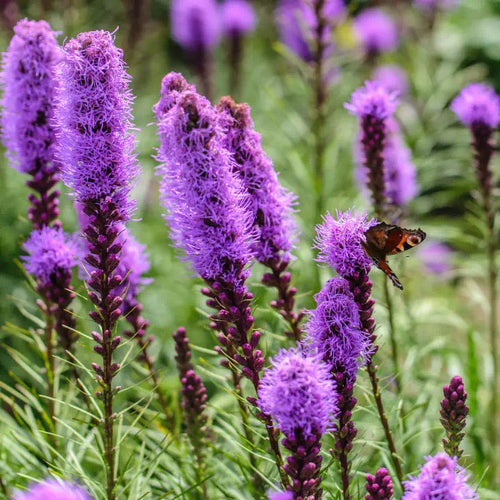 Patio Party Plants - Garden for Wildlife