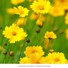 Patio Pollinator 6-Plant Collection (Full Sun) Full Sun - Garden for Wildlife