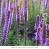 Patio Pollinator 6-Plant Collection (Full Sun) Full Sun - Garden for Wildlife