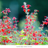 Patio Pollinator 6-Plant Collection (Full Sun) Full Sun - Garden for Wildlife