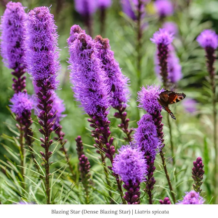 Patio Pollinator 6-Plant Collection (Full Sun) Full Sun - Garden for Wildlife