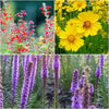 Patio Pollinator 6-Plant Collection (Full Sun) Full Sun - Garden for Wildlife