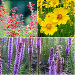 Patio Pollinator 6-Plant Collection (Full Sun) Full Sun - Garden for Wildlife