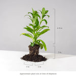 Patio Pollinator 6-Plant Collection (Full Sun) Full Sun - Garden for Wildlife