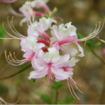 Pink Azalea Shrub Part Shade - Garden for Wildlife