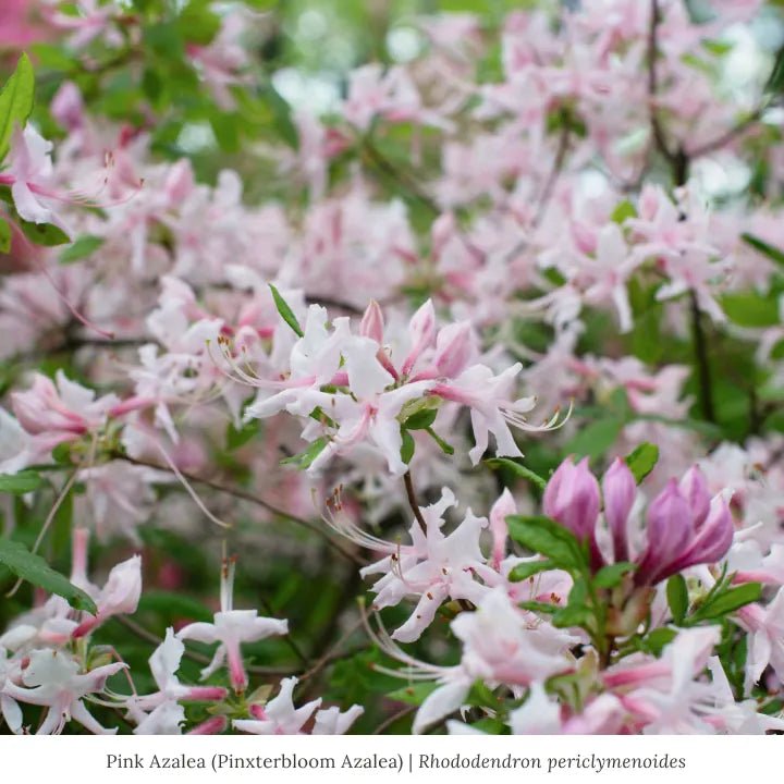 Pink Azalea Shrub Part Shade - Garden for Wildlife