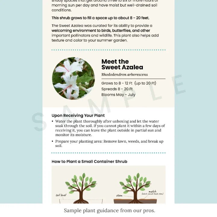 Pink Azalea Shrub Plants - Garden for Wildlife