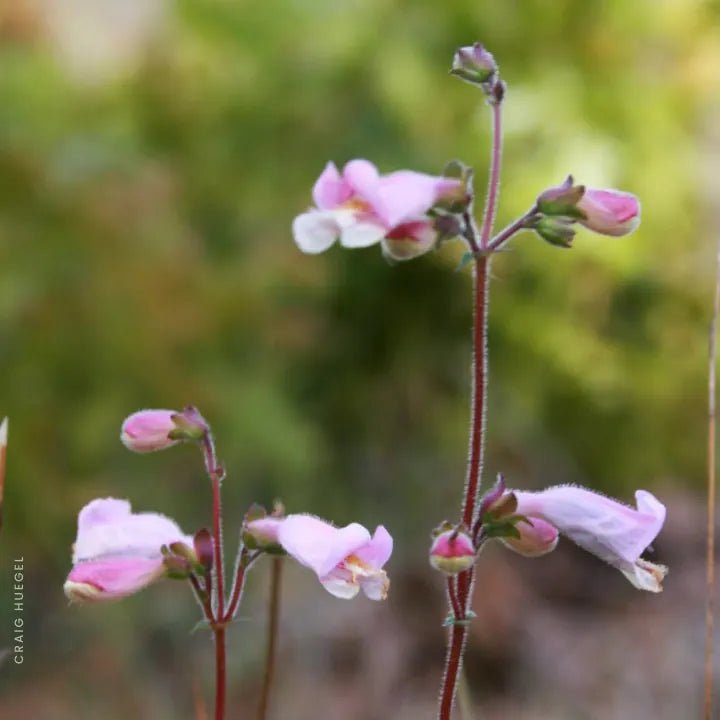 Pink Beardtongue Plant Sets Plants - Garden for Wildlife