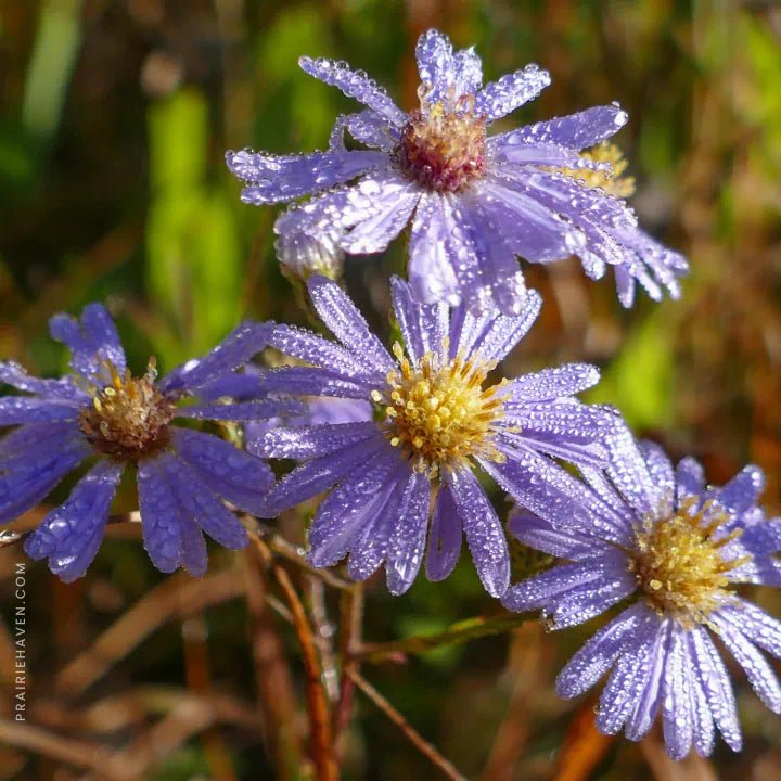 Pollinator Pleaser Plants - Garden for Wildlife
