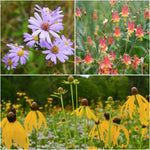 Pollinator Pleaser Plants - Garden for Wildlife