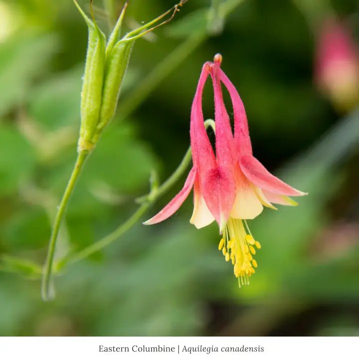 Pollinator Pleaser Plant Collections Plants - Garden for Wildlife