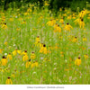 Pollinator Pleaser Plant Collections Plants - Garden for Wildlife