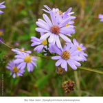 Pollinator Pleaser Plant Collections Plants - Garden for Wildlife