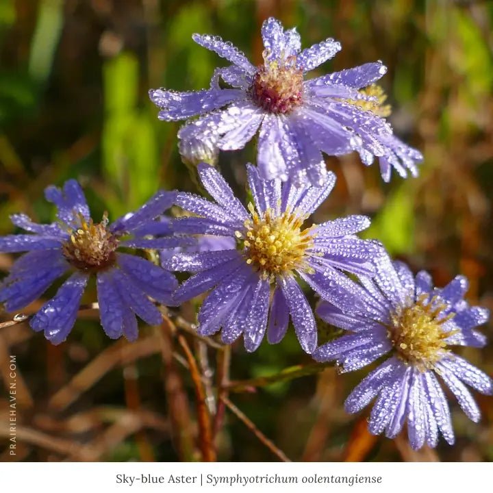Pollinator Pleaser Plant Collections Plants - Garden for Wildlife