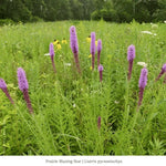 Pollinator Pleaser Plant Collections Plants - Garden for Wildlife