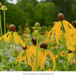 Pollinator Pleaser Plant Collections Plants - Garden for Wildlife