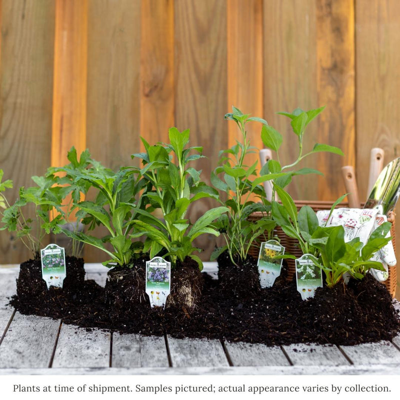 Pollinator Power 12-Plant Collection (Part Shade) - Southeast Part Shade - Garden for Wildlife