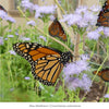 Pollinator Power 12-Plant Collection (Part Shade) - Southeast Part Shade - Garden for Wildlife