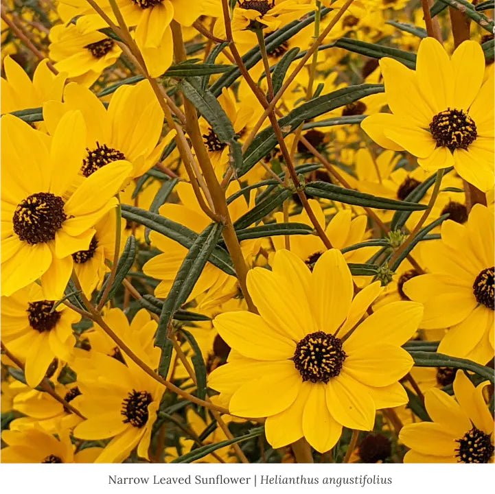 Pollinator Power 12-Plant Collection (Part Shade) - Southeast Part Shade - Garden for Wildlife