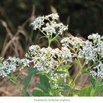 Pollinator Power 12-Plant Collection (Part Shade) - Southeast Part Shade - Garden for Wildlife