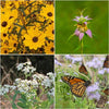 Pollinator Power 12-Plant Collection (Part Shade) - Southeast Part Shade - Garden for Wildlife