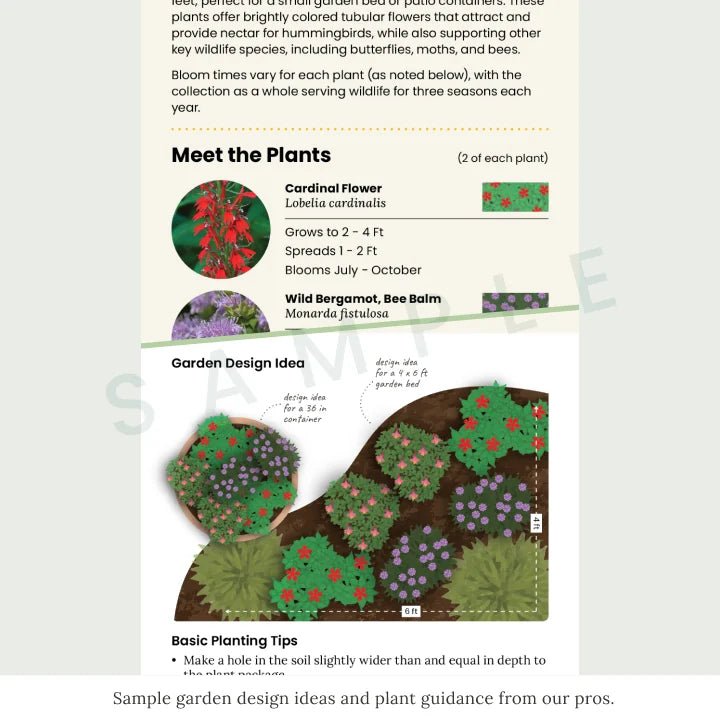 Pollinator Power 6-Plant Collection II (Part Shade) Plants - Garden for Wildlife