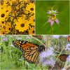 Pollinator Power 6-Plant Collection II (Part Shade) Plants - Garden for Wildlife