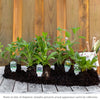 Pollinator Power 6-Plant Collection (Part Shade) - Southeast Part Shade - Garden for Wildlife