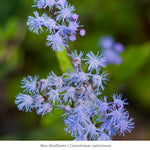 Pollinator Power 6-Plant Collection (Part Shade) - Southeast Part Shade - Garden for Wildlife