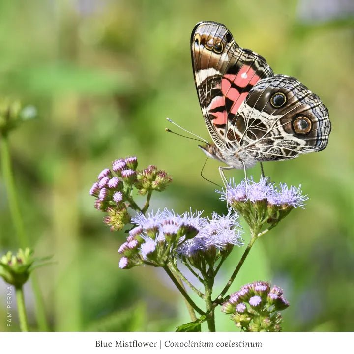 Pollinator Power (II) 12-Plant Collection Plants - Garden for Wildlife