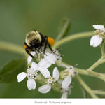 Pollinator Power (II) 12-Plant Collection Plants - Garden for Wildlife