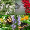 Pollinator Power Plant Collections (I) Plants - Garden for Wildlife