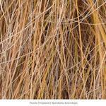Prairie Dropseed Grass Plant Sets Plants - Garden for Wildlife