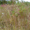 Prairie Dropseed Plant Sets Plants - Garden for Wildlife