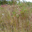 Prairie Dropseed Plant Sets Plants - Garden for Wildlife