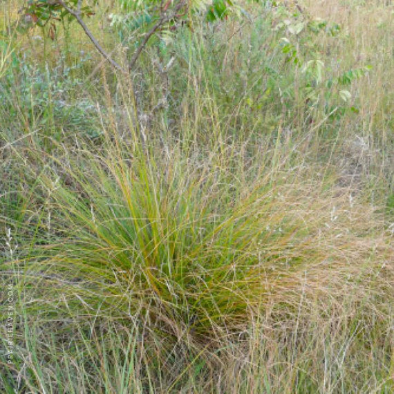 Prairie Dropseed Plant Sets Plants - Garden for Wildlife