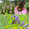 Purple Pollinator Paradise Plants - Garden for Wildlife