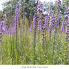 Purple Pollinator Pleaser 12-Plant Collection Plants - Garden for Wildlife