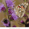 Purple Pollinator Pleaser 12-Plant Collection Plants - Garden for Wildlife